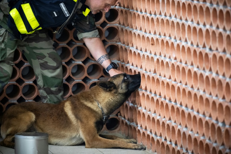L'adjudant-chef David Rodriguez travaille avec son chien policier Snatch à la recherche d'objets numériques lors d'un entraînement au Centre National d'Instruction Cynophile de la Gendarmerie (CNICG) à Gramat, le 19 mai 2025 dans le Lot