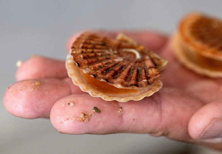 Des coquilles Saint-Jacques de l'écloserie du Tinduff à Plougastel-Daoulas, dans le Finistère, le 17 juin 2025