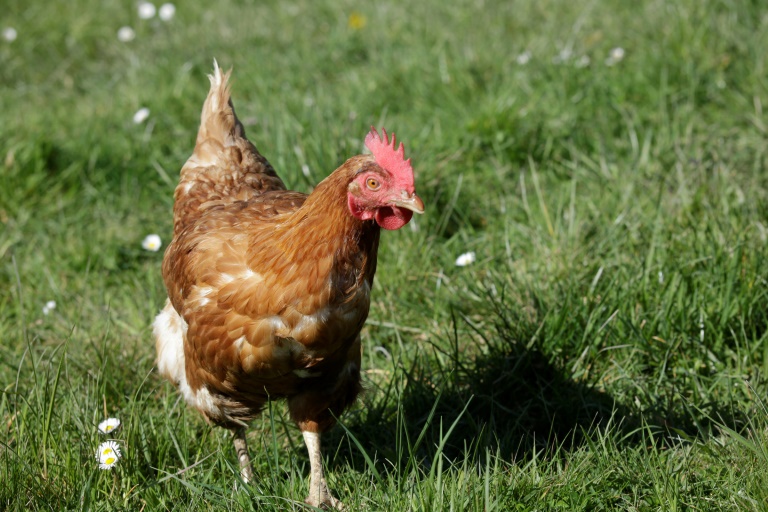Au total, depuis le lancement du programme en 2015, plus de 5.200 poules ont été distribuées, selon l'agglomération