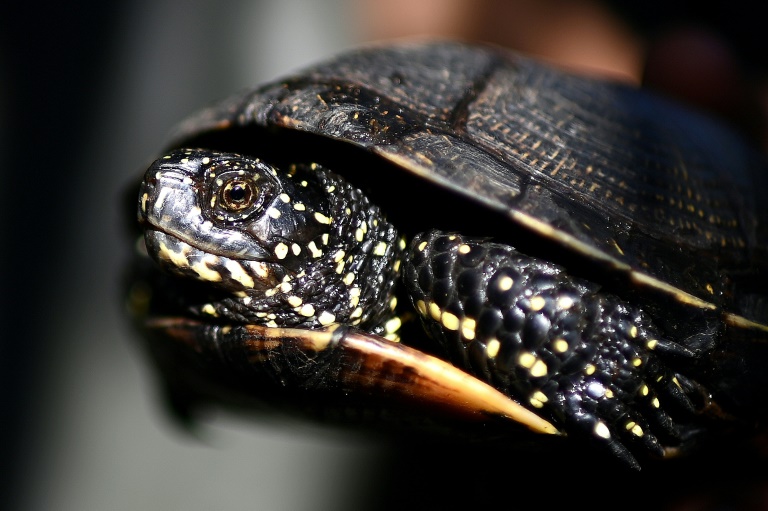 Une tortue cistude, tortue d'eau douce européenne en voie de disparition, récupérée dans un étang de la réserve biologique d'Hostens, le 18 juin 2025 en Gironde
