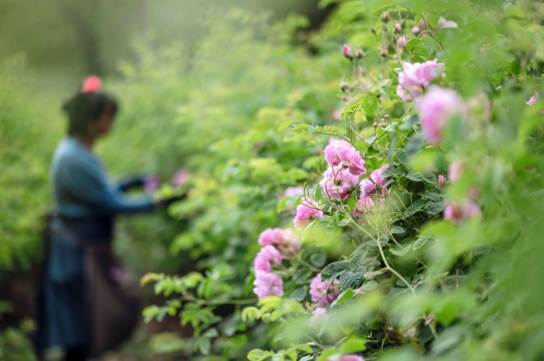 Récolte de roses centifolia dans les jardins du Domaine de la Rose, propriété de Lancôme, le 26 mai 2025 à Grasse, dans le sud de la France