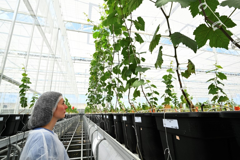 Une technicienne surveille les plants de vigne préservés dans une serre bioclimatique à Blancs-Côteaux, le 17 juin 2025 dans la Marne