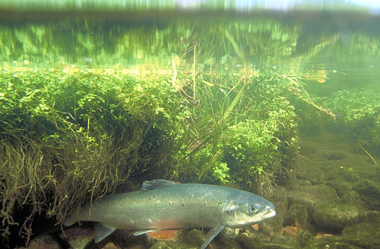 Photographie de 2002 fournie par les services américains de la pêche et de la faune (USFWS) montrant un saumon atlantique dans une écloserie