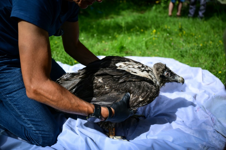 Pascal Orabi, coordinateur du programme LIFE Gyp'Act pour la Ligue de protection des oiseaux (LPO), s'apprête à libérer un bébé gypaète barbu, dans le Parc Naturel Régional du Vercors, près de Treschenu-Creyers, le 13 juin 2025