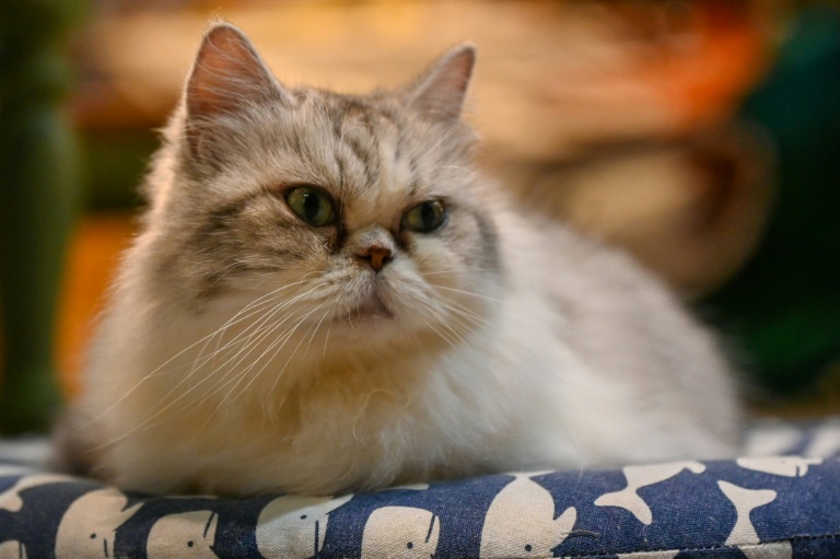 La SPA lance sa campagne de prévention des abandons d'animaux domestiques avant l'été