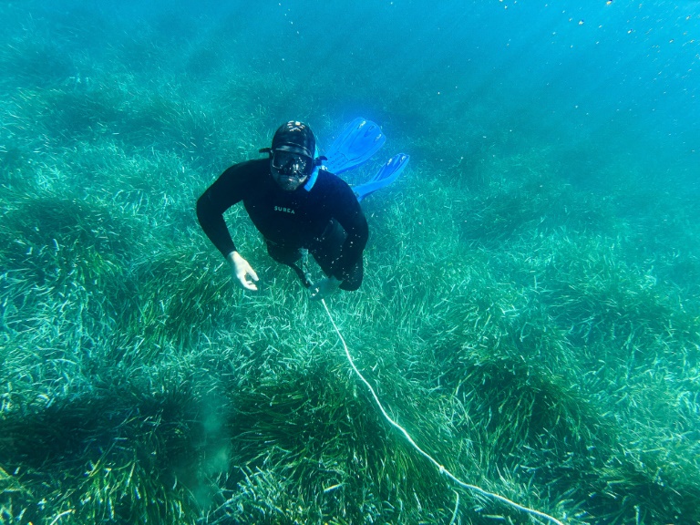 Vincent Bardinal, garde-moniteur, observe des plantes marines connues sous le nom de Posidonie, lors d'une plongée dans la baie de La Palud au large du parc national de l'île de Port-, le 8 mai 2025Cros à Hyères