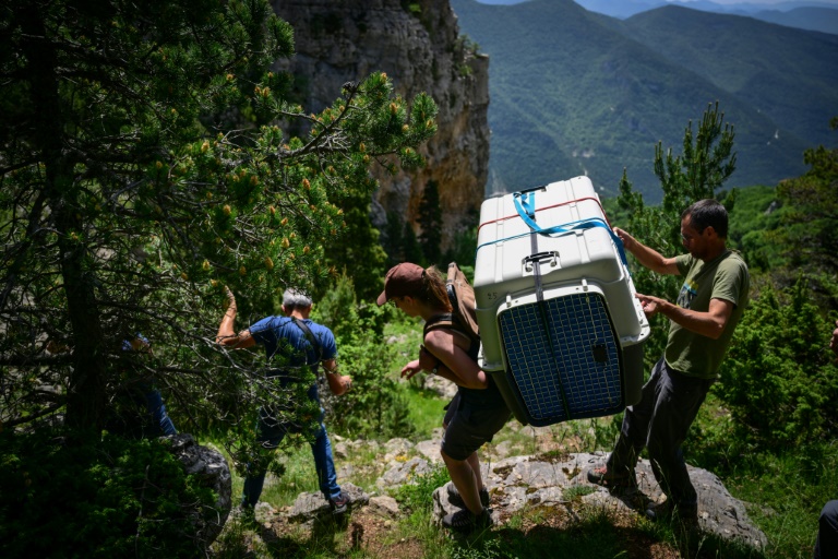 Nicolas Renaud (g), agent de la Réserve naturelle des hauts plateaux du Vercors, et une employée du Puy du Fou (c) transportent une cage avec des bébés gypaètes barbus avant leur libération sur une corniche du Parc Naturel Régional du Vercors, près de Treschenu-Creyers le 13 juin 2025