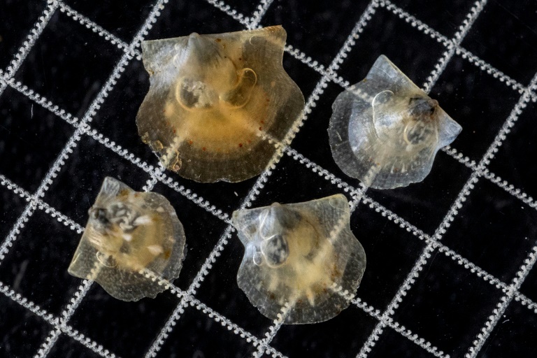 Des post-larves de coquilles Saint-Jacques de l'écloserie du Tinduff à Plougastel-Daoulas, dans le Finistère, le 17 juin 2025