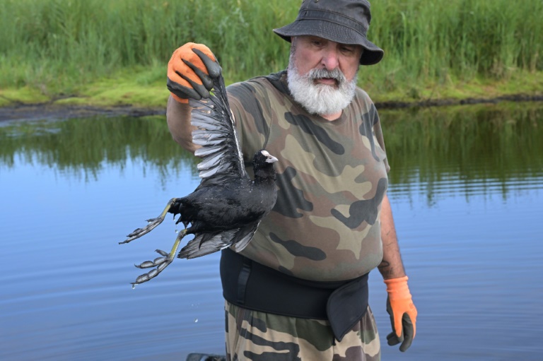 Un chasseur montre le cadavre d'un oiseau fauché par l'épizootie de botulisme aviaire qui touche plusieurs zones humides de Loire-Atlantique, le 26 juillet 2025 dans le marais de Brière près de Trignac