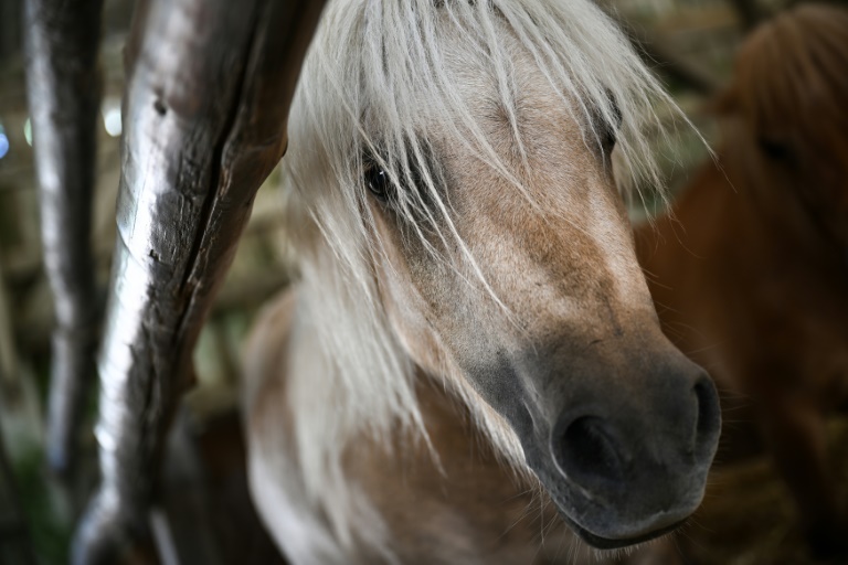 Un poney de la ferme équestre de Bois Guilbert, en Seine-Maritime, le 1er juillet 2025
