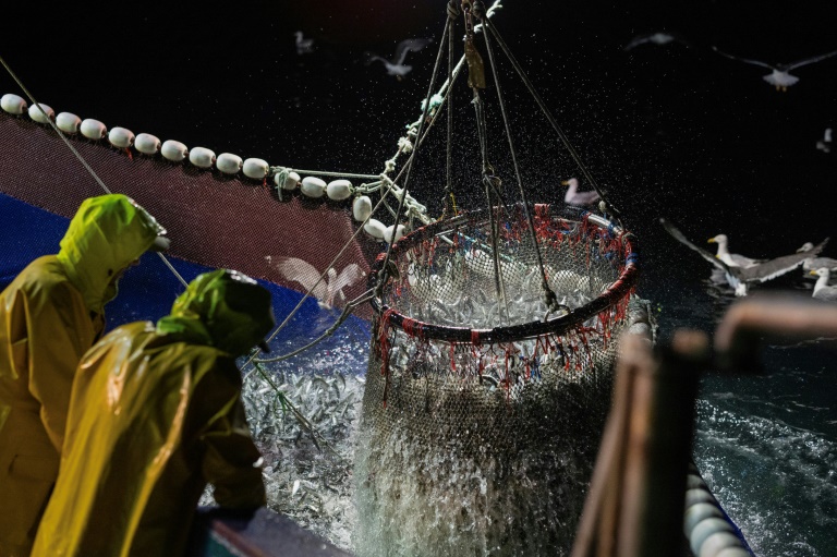 Des marins du bolincheur Stereden Ar Moor remontent un filet rempli de sardines, au large du Conquet, le 17 juillet 2025 dans le Finistère