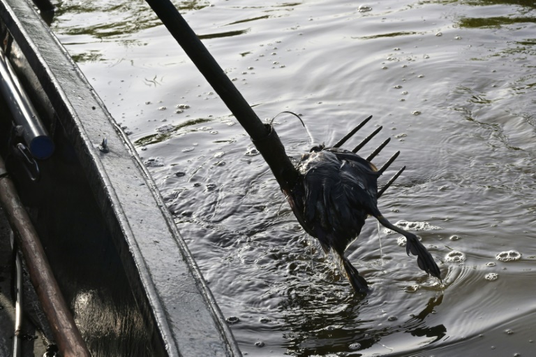 Un chasseur repêche la carcasse d'un oiseau fauché par l'épizootie de botulisme aviaire qui touche plusieurs zones humides de Loire-Atlantique, le 26 juillet 2025 dans le marais de Brière près de Trignac