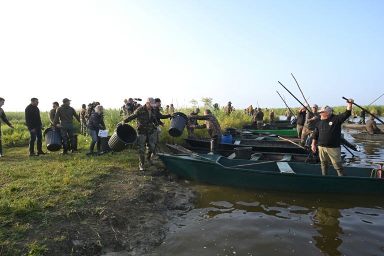 Des chasseurs s'organisent avant de ramasser des cadavres d'oiseaux fauchés par l'épizootie de botulisme aviaire qui touche plusieurs zones humides de Loire-Atlantique, le 26 juillet 2025 dans le marais de Brière près de Trignac