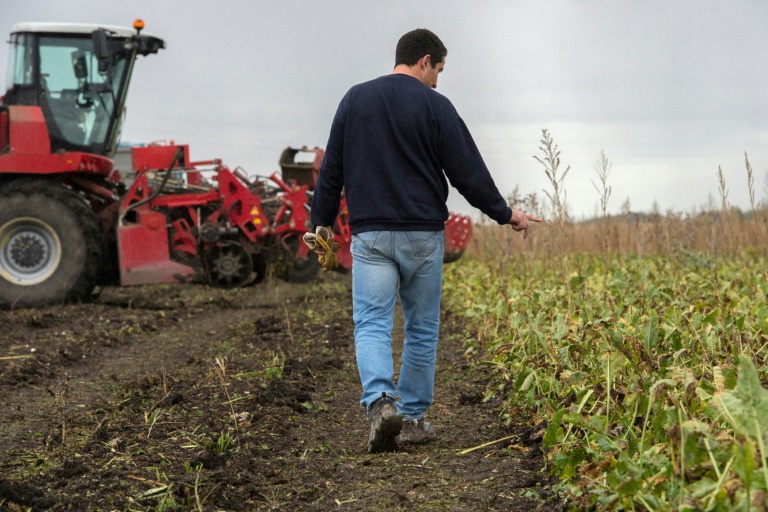 Un agriculteur compte ses plants de betteraves, le 7 novembre 2019 à Pont-du-Château, en Auvergne