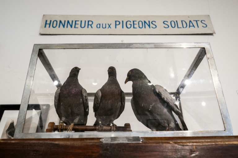 Des pigeons militaires empaillés au musée de la colombophilie militaire du Mont-Valérien, à Suresne, près de Paris, le 1er juillet 2025
