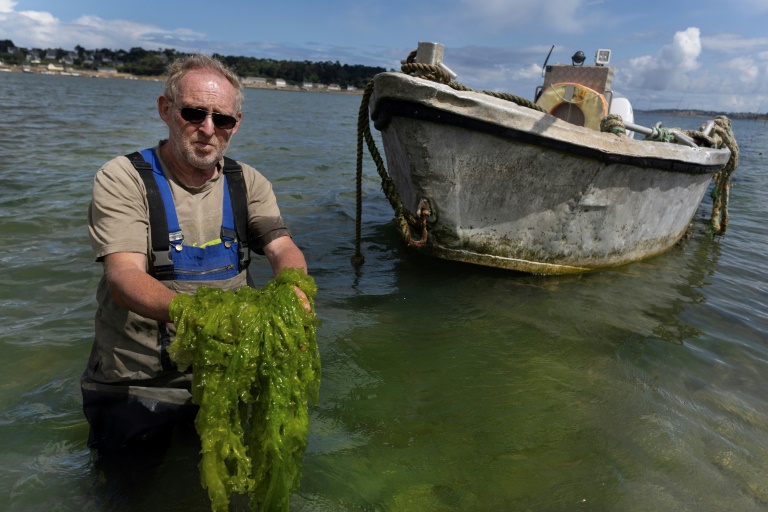 L'ostréiculteur Marc Cadoret montre les algues vertes qui prolifèrent dans son parc à huîtres le 23 juillet 2025 à Carantec, dans le Finistère
