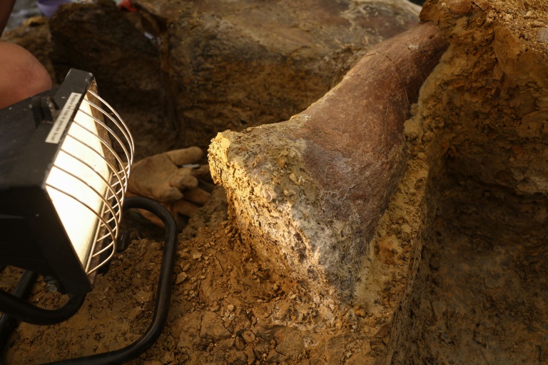Extraction d'un os fossilisé de dinosaure sur un site de fouilles à Angeac-sur-Charente, le 19 juillet 2025 en Charente