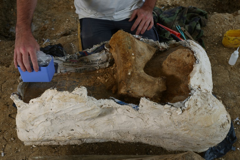 Application d'un plâtre sur un os fossilisé de dinosaure pour assurer une conservation optimale et éviter sa détérioration lors de son transfert sur un site de fouilles à Angeac-sur-Charente, le 19 juillet 2025 en Charente