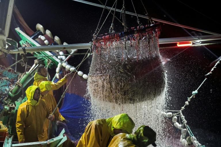 Des marins du bateau de pêche Stereden Ar Moor remontent un filet rempli de sardines, au large du Conquet, le 17 juillet 2025 dans le Finistère