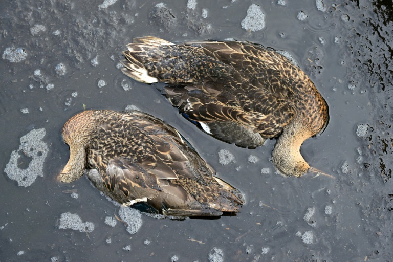 Des canards fauchés par l'épizootie de botulisme aviaire qui touche plusieurs zones humides de Loire-Atlantique, le 26 juillet 2025 dans le marais de Brière près de Trignac