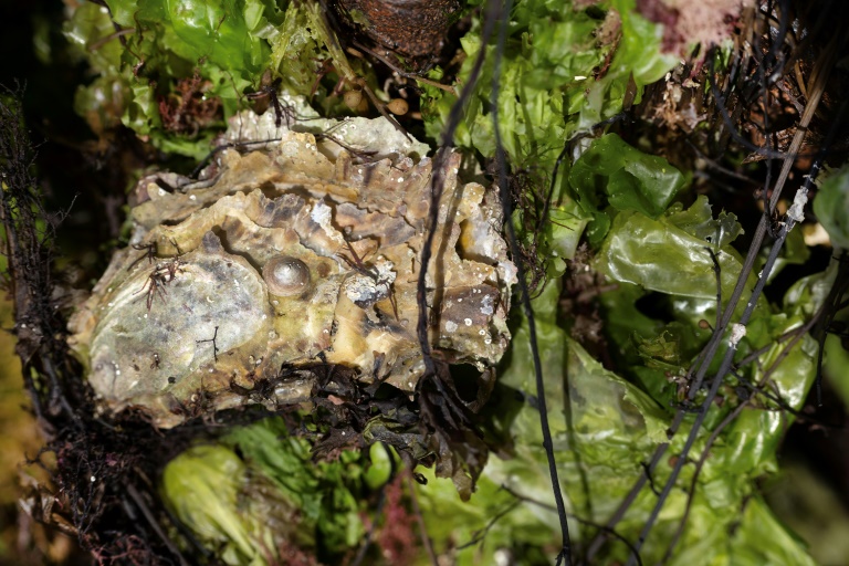 Une huître coincée dans une herse pleine d'algues vertes le 23 juillet 2025 à Carantec, dans le Finistère