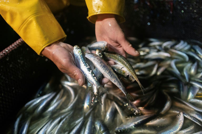 Un marin du bateau de pêche Stereden Ar Moor montre des sardines pêchées dans la nuit, au large du Conquet, le 18 juillet 2025 dans le Finistère