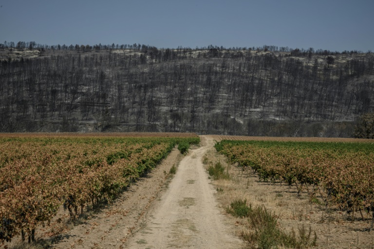 A Saint-Laurent-de-la-Cabrerisse, dans l'Aude, après l'incendie qui a ravagé le massif des Corbières, le 14 août 2025