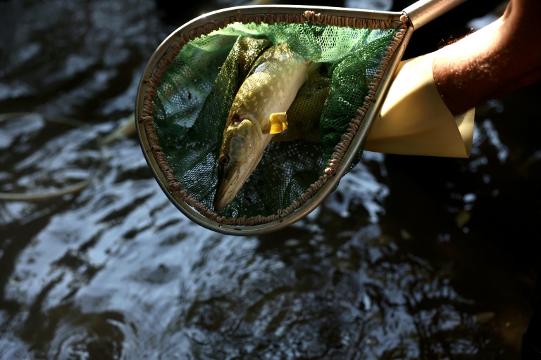 Un bénévole de la fédération de pêche de Charente tient un brochet dans son filet alors qu'il compte et enregistre les poissons capturés dans le cadre d'une opération visant à transférer des poissons de la rivière Nouère au fleuve la Charente pour lutter contre les effets de la sécheresse, le 31 juillet 2025
