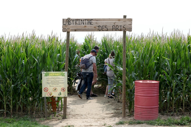 Des touristes dans un champ de maïs transformé en labyrinthe à Soultz, dans le Haut-Rhin, le 6 août 2025