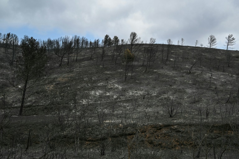 Une colline et des arbres calcinés après un incendie près de Saint-Laurent-de-la-Cabrerisse, dans l'Aude, le 8 août 2025