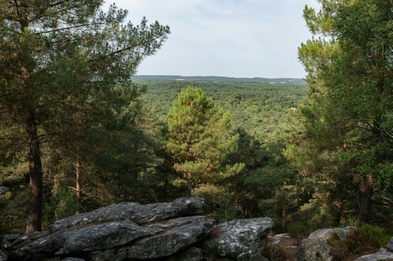 Vue d'ensemble de la forêt de Fontainebleau depuis le sentier des 25 bosses, au sud de Paris, le 6 août 2025