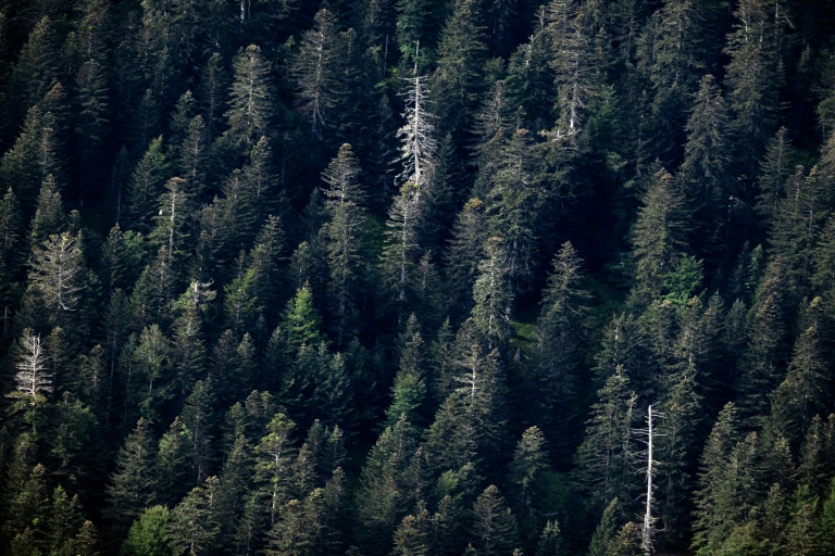 Plusieurs sapins blanchis ont succombé au dépérissement dans le couvert forestier, le 30 juillet 2025, à Boutx, en France