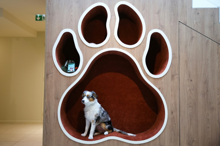 Un chien au social club canin The Dogry à Paris, le 26 août 2025