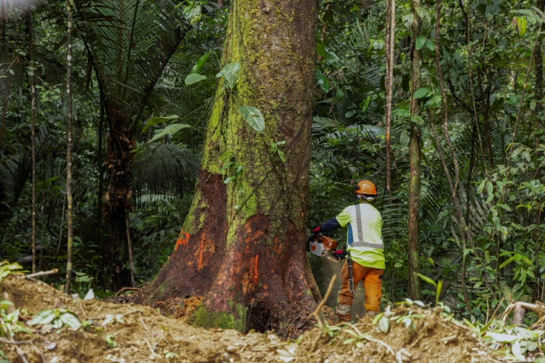 Un employé d'une société forestière coupe un arbre en Guyane française le 17 juin 2025
