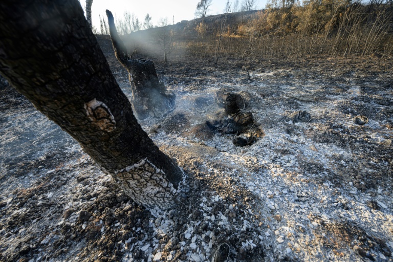 Des arbres et de la végétation calcinés après un incendie près de la localité de Fontjoncouse, dans l'Aude, le 8 août 2025