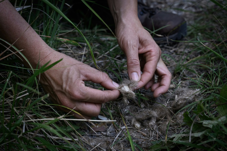 Des bénévoles de Pastoraloup analysent des excréments de loups trouvés près d'un troupeau de moutons dans les collines au-dessus de Villebois-les-Pins, dans le département de la Drôme,le 31 juillet