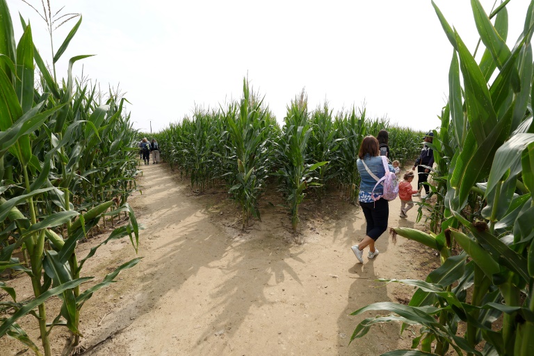 Des touristes dans un champ de maïs transformé en labyrinthe à Soultz, dans le Haut-Rhin, le 6 août 2025