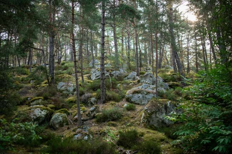 Une partie du sentier des 25 bosses en forêt de Fontainebleau, le 6 août 2025