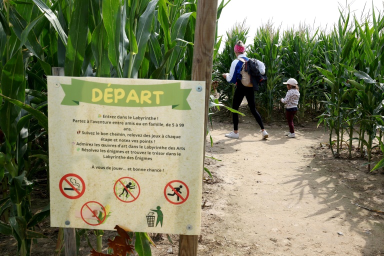 Des touristes dans un champ de maïs transformé en labyrinthe à Soultz, dans le Haut-Rhin, le 6 août 2025