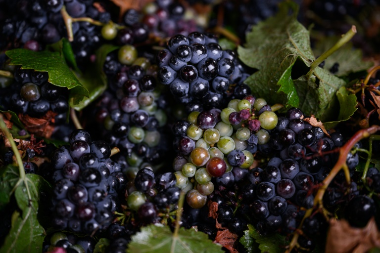 Des grappes de raison lors des vendanges au Château de Meursault, le 26 août 2025 à Meursault, en Côte d'Or
