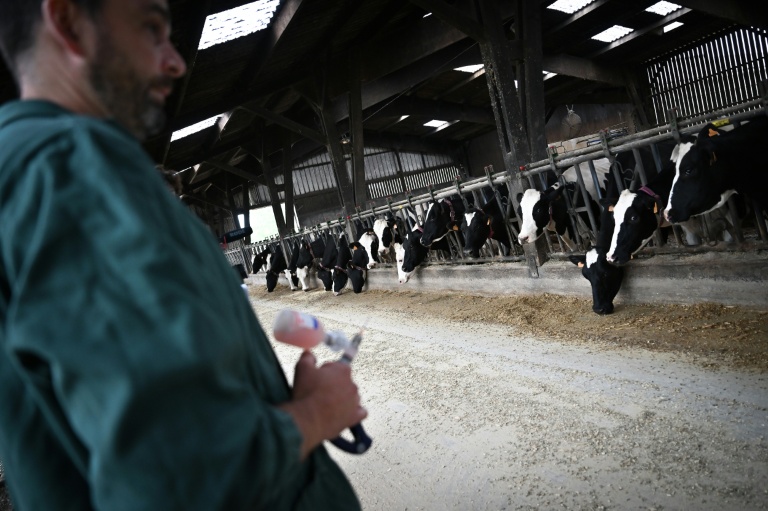 Le vétérinaire Mickaël Martin se prépare à vacciner des vaches laitières au Bodeo, le 12 août 2025