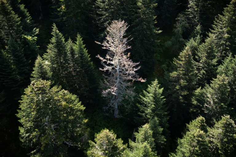 Un sapin mort dans la forêt pyrénéenne, le 30 juillet 2025, à Boutx, en France