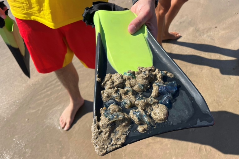Un maître-nageur sauveteur montre des physalies ramassées sur la plage, le 4 août 2025 à Hendaye, dans les Pyrénées-Atlantiques