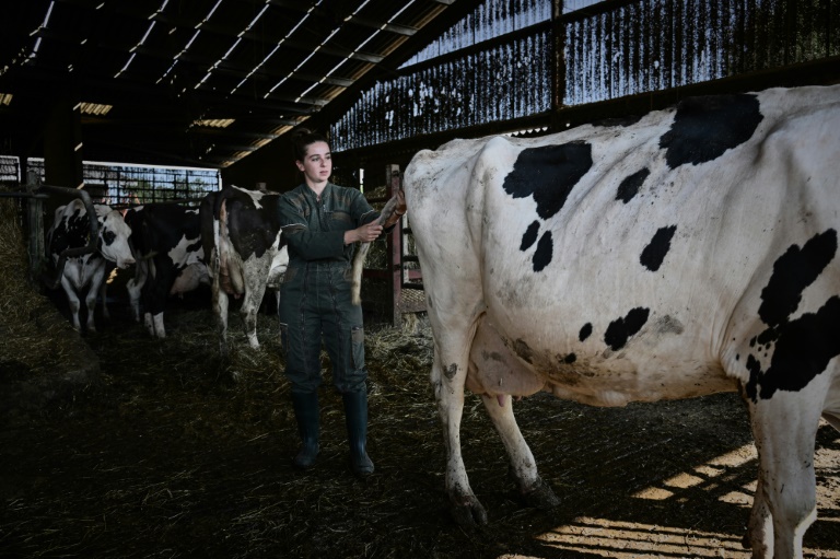 L'ostéopathe Philippine Jean manipule une vache dans une ferme à à Saint-Sernin-de-Duras, dans le Lot-et-Garonne, le 4 août 2025