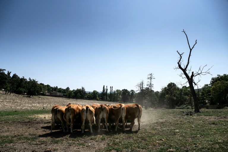 Des vaches Limousines paissent près d'une ferme à Brignais, dans le centre-est de la France, le 12 août 2025, en pleine canicule