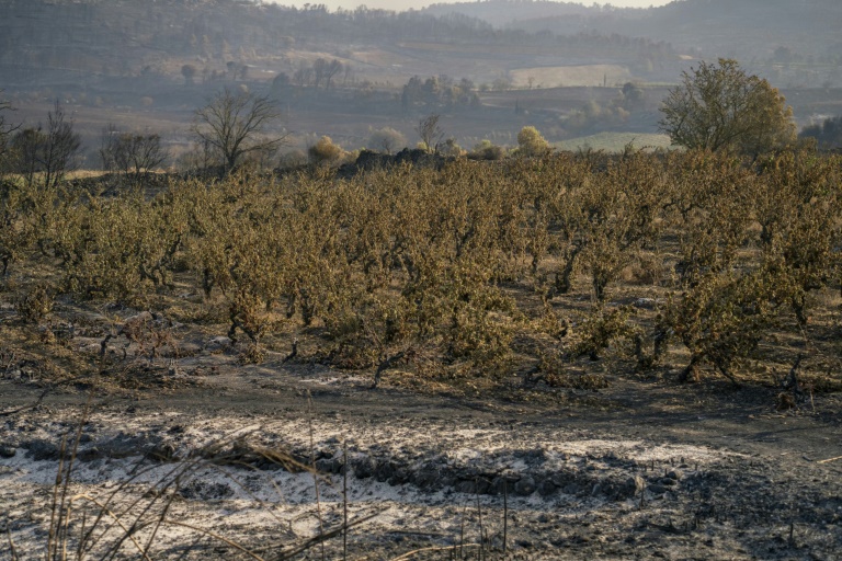 Un vignoble brûlé après un incendie à Tournissan, dans le massif des Corbières, le 7 août 2025
