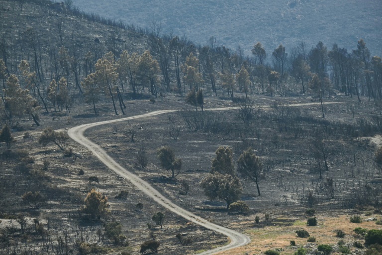 Le paysage calciné après le passage de l'incendie à Coustouge, dans l'Aude, le 8 août 2025