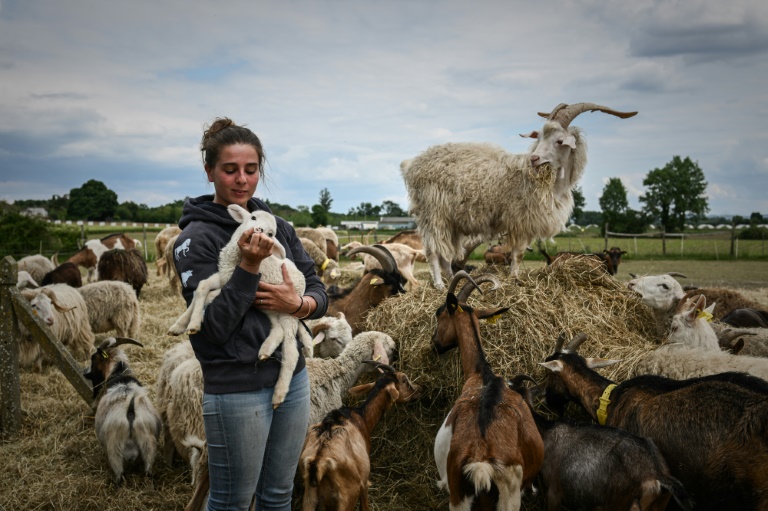 L'ostéopathe Philippine Jean caresse un agneau après avoir pratiqué une séance d'ostéopathie animale dans une ferme à Fauguerolles, dans le Lot-et-Garonne, le 7 mai 2025