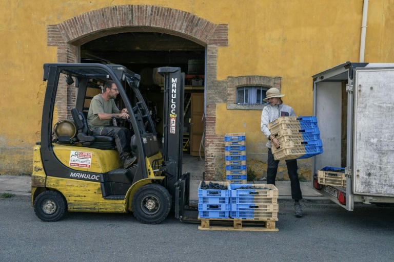 Le vigneron Laurent Bachevillier (G) et Nathan Delaunay (D) chargent des caisses de raisin offertes par des vignerons après l'incendie qui a ravagé sa récolte, le 22 août 2025 à Ribaute, dans l'Aude
