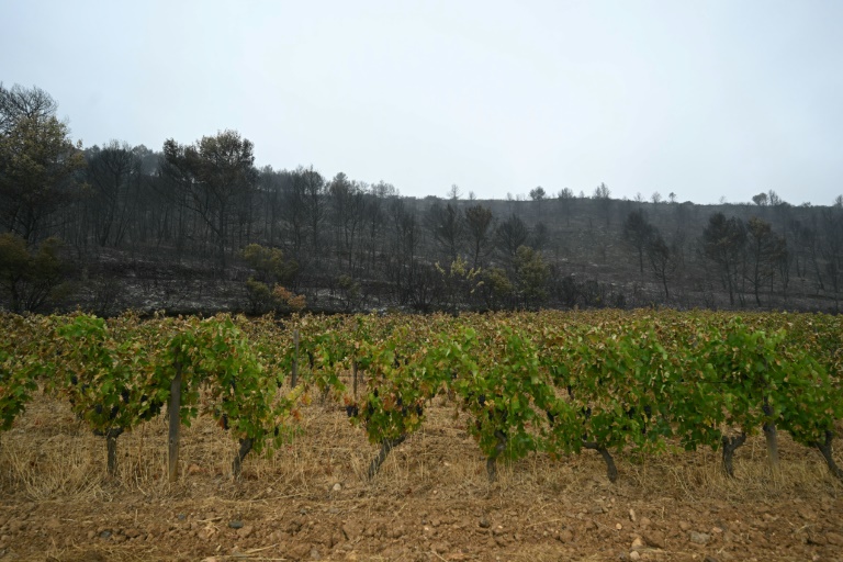Des vignes épargnées par les flammes le 8 août 2025 à Talairan dans l'Aude